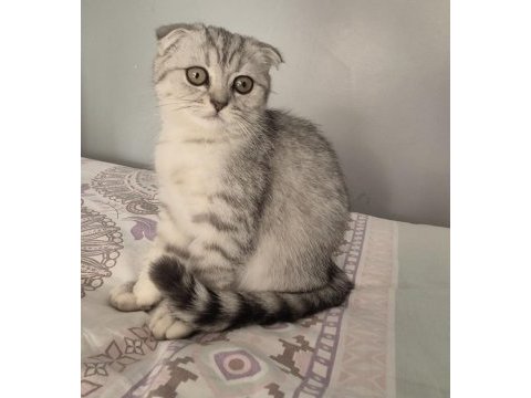 Scottısh fold tabby dişi