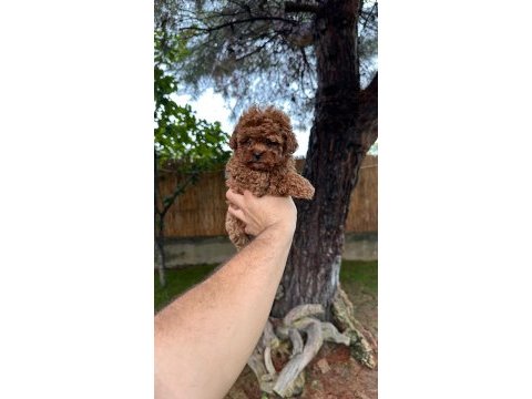 Sağlık ve ırk garantili toy poodle yavrularımız