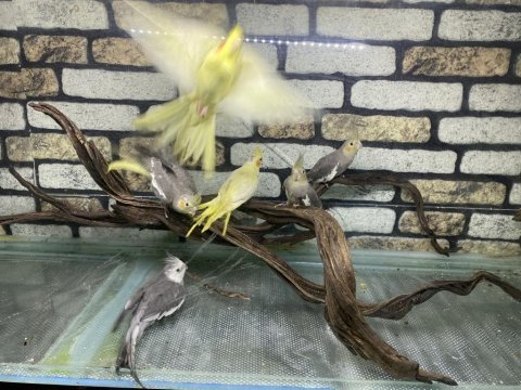 Sultan papağanımız 55 günlük
