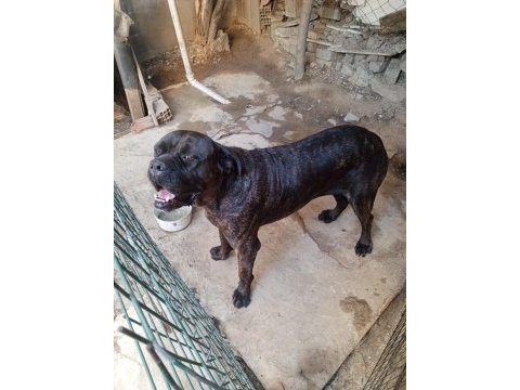 Dişi cane corso