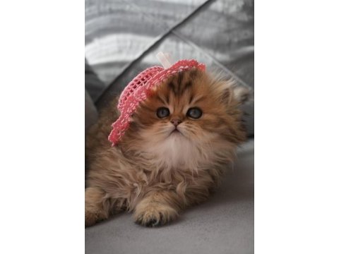 Champion babanın kızı safkan british longhair güzellik