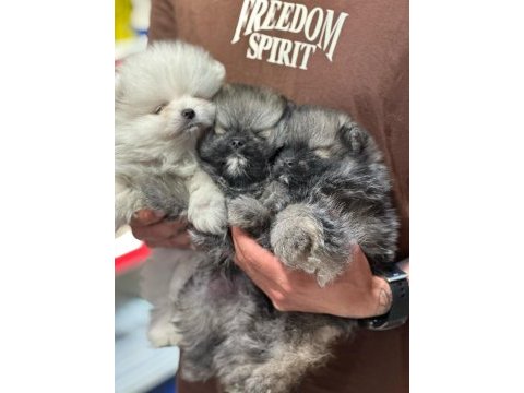 Pomeranian yavruları