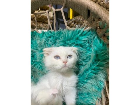 Güzel british shorthair yavrular yeni yuvalarını arıyor