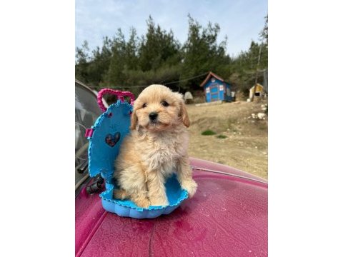 Maltipoo bebeklerim tüy dökmez koku yapmaz