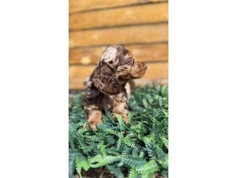 Merle renk mini dachshund (sosis köpek) yavrusu