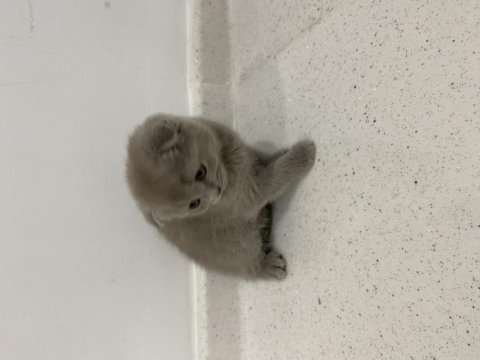 Dişi scottish fold shorthair lilac