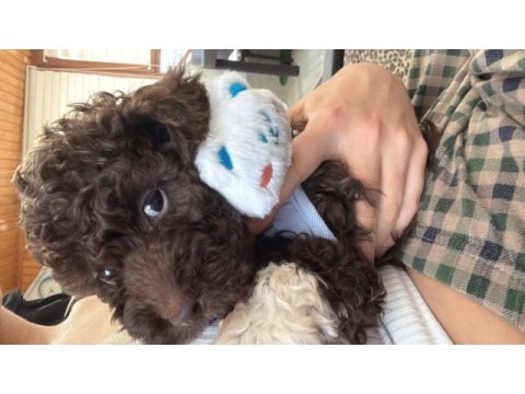 Poodle 5 aylık erkek