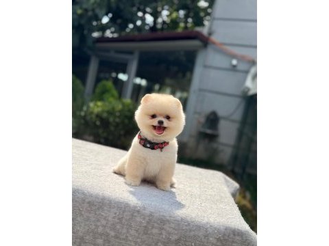 Sağlık ve ırk garantili pomeranian