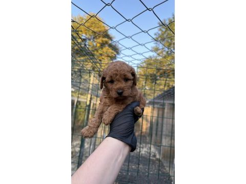 Red brown toy poodle