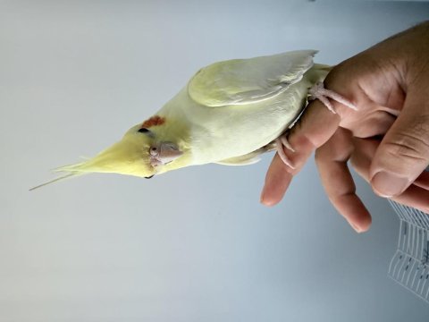 Dişi 1 yaşında sultan papağanı