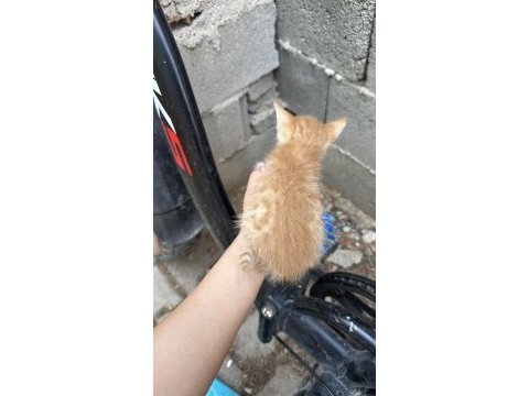 Bir buçuk aylık kediye acil yuva
