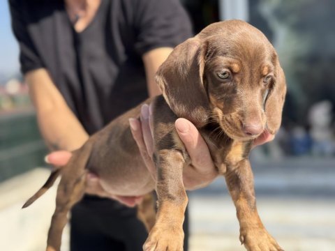 Petmode köpek çiftliğinden dachshund yavrumuz