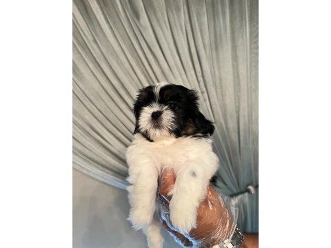 Shih tzu bebekler