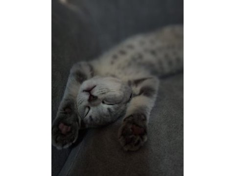 British shorthair yavrumuza yuva arıyoruz