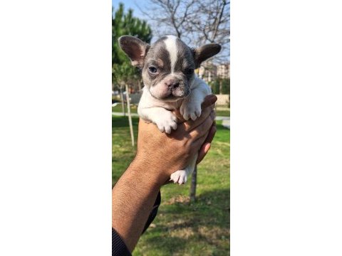 French bulldog yavrularımız