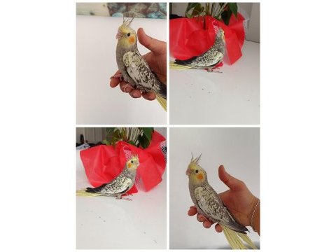 45 günlük ev üretimi renk güzeli perl sultan papağanları