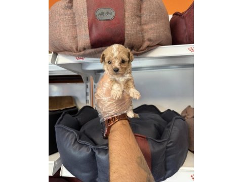 Babyface maltipoo yavrularımız