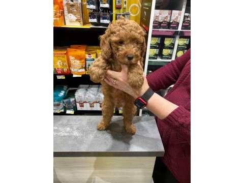 Toy poodle yavrumuz 60 günlük