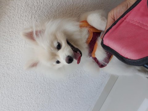 Pomeranian boo 7 aylık