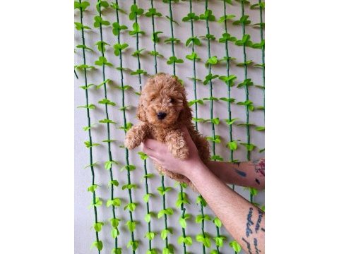 Minipatilertr farkı ile red toy poodle bebekler