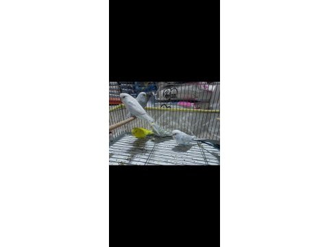 8 aylık muhabbet kuşlar