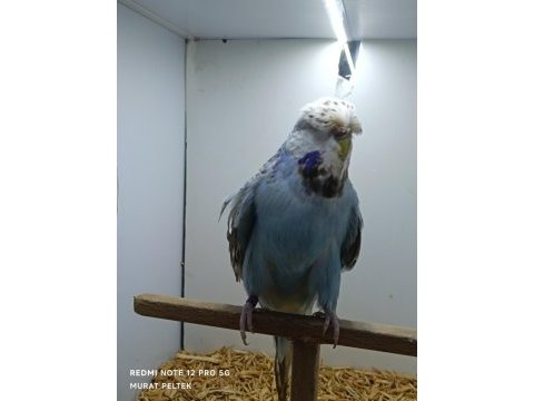 Muhabbet kuşumuz show jumbo