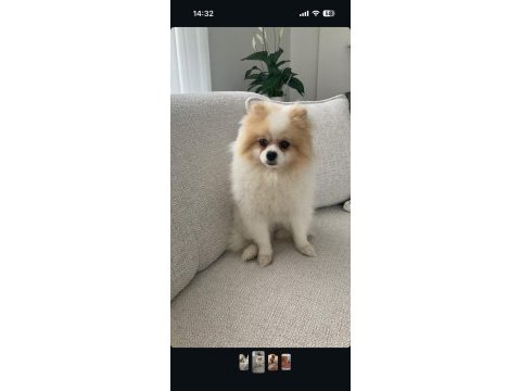 3 yaşında dişi pomeranian