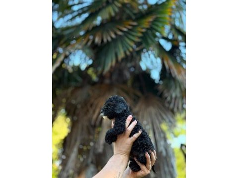 Siyah toy poodle