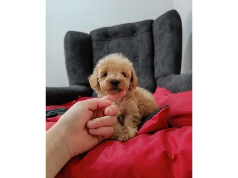 Maltipoo yavrular