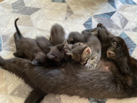 1 aylık yavru kediler ve 1 yaşında siyah annesi