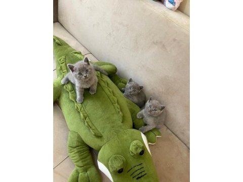 British shorthair kediler
