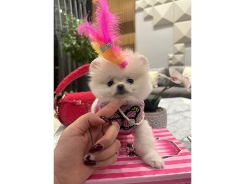 Evinize mutluluk getirecek minicik yavru köpekler