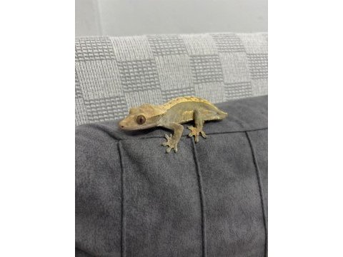 Crested gecko