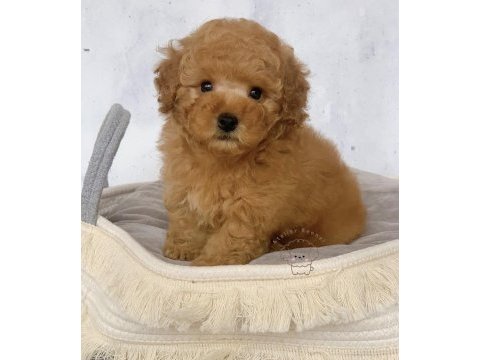 2.5 aylık piyasanın en uygun kaliteli poodle yavruları