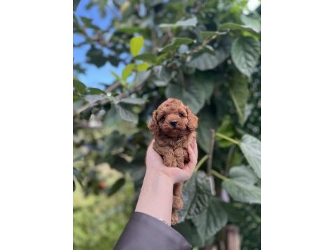 Birbirinden güzel toy poodle bebekler