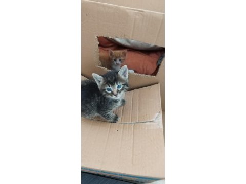 1 nisanda doğrular 6 yavru kedimiz