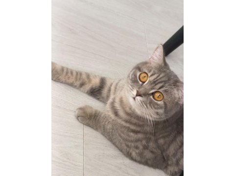 Oyuncu kedimiz yeni yuvasını arıyor