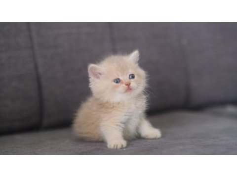 Safkan british shorthair cy 12 erkek