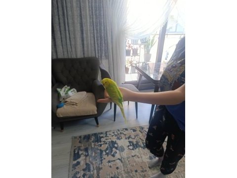 Kafesli muhabbet kuşu