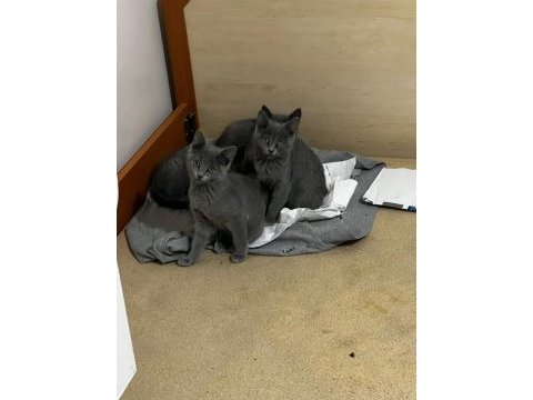 Koca kafa british shorthair bebeklerimiz