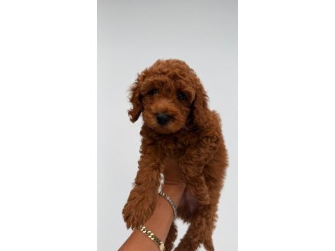 Poodle bebekler