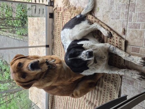 Ücretsiz ömürlük yuva bihter ve behlül köpekler