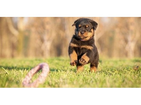 Koca kafa rottweiler yavrularım