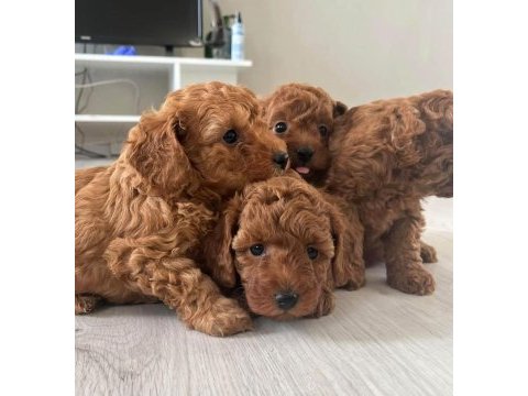 Red brown toy poodle yavrular