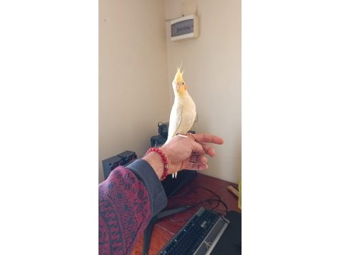 Kuşlar sağlıklı kalitelidir kendi üretimimdir