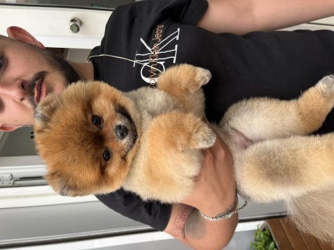 Teddy bear pomeranian boo