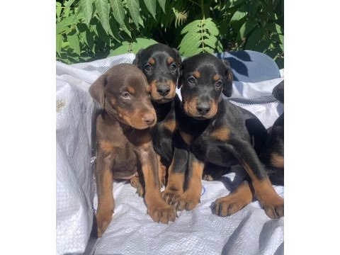 Safkan doberman yavrular