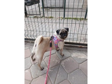Sahibinden eğitimli dişi pug