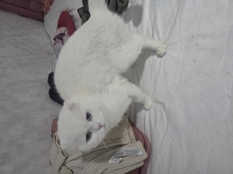 Sahibinden beyaz scottish fold