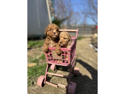 Toy poodle yavrularımız